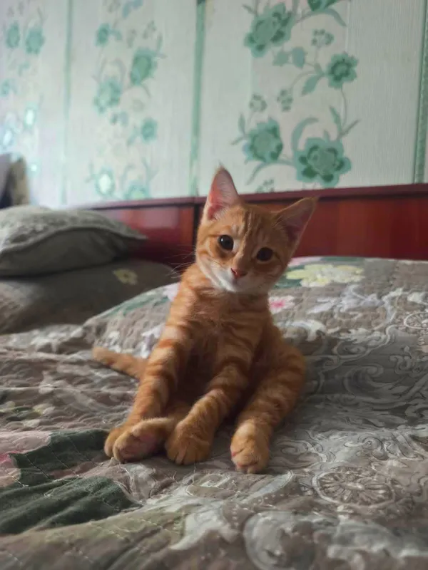 котенок в добрые руки