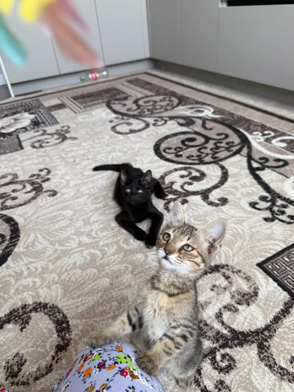 Отдам котенка в добрые руки 2