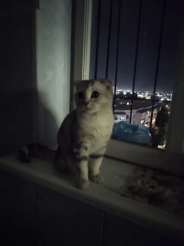 Шотландская вислоухая (порода Scottish Fold). 4
