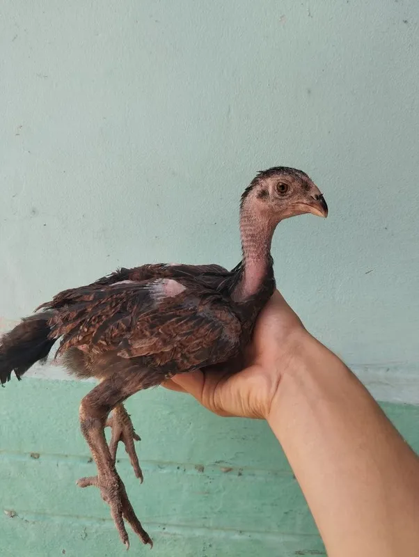 Dakan jojalari bor 5 Dakan jojalari bor 5