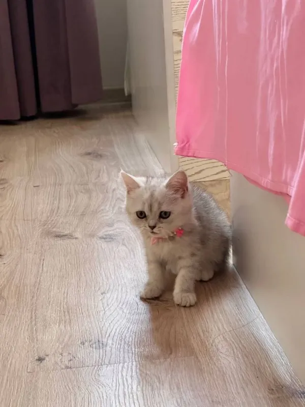 Продается котята породы шиншила 7