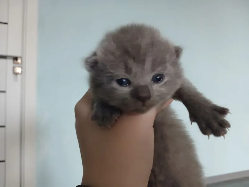 Срочно котята ищут новый дом — фото 3