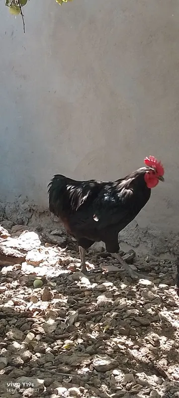 Rumin avstralop xoʻroz tovuq 1
