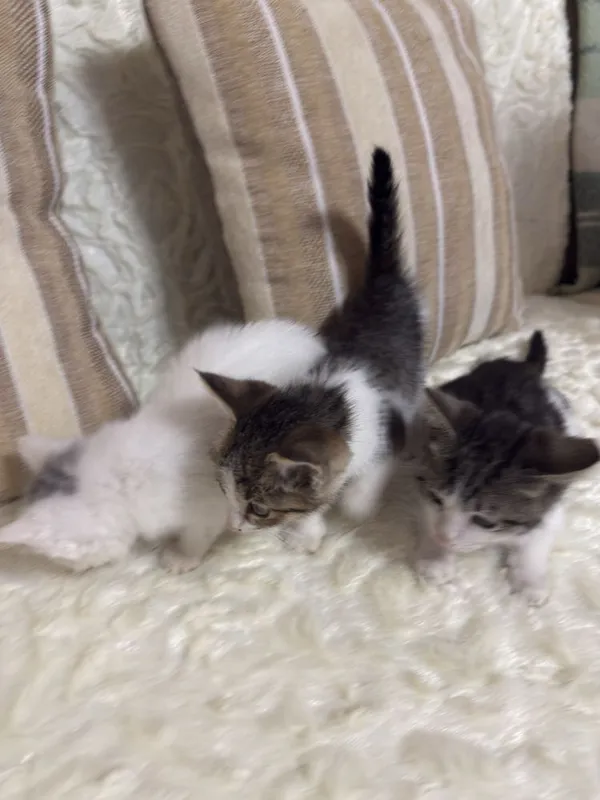 Котят даром. В добрые руки 1 Котят даром. В добрые руки 1