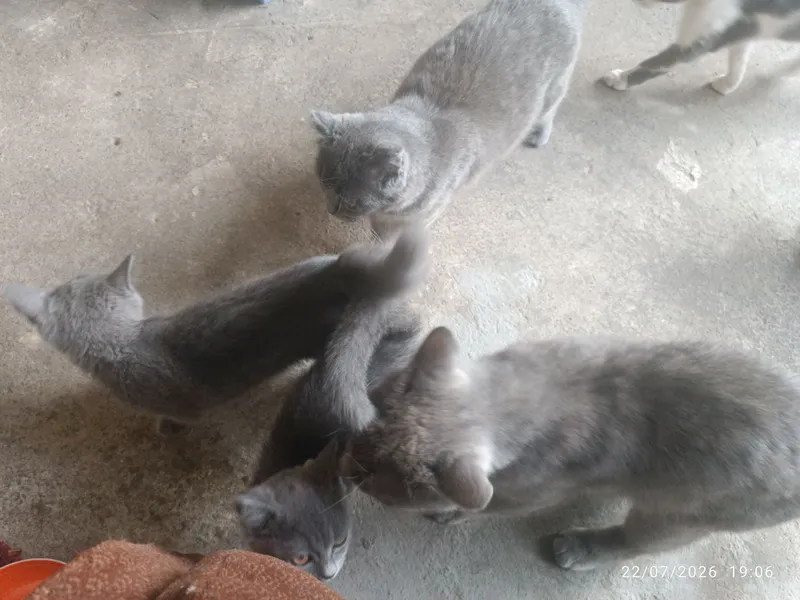 Hadyaga beriladi yaxshi qaraydiganlarga 3