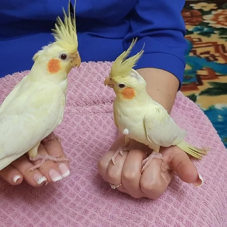 Продам ручных выкормышей корелл — фото 6
