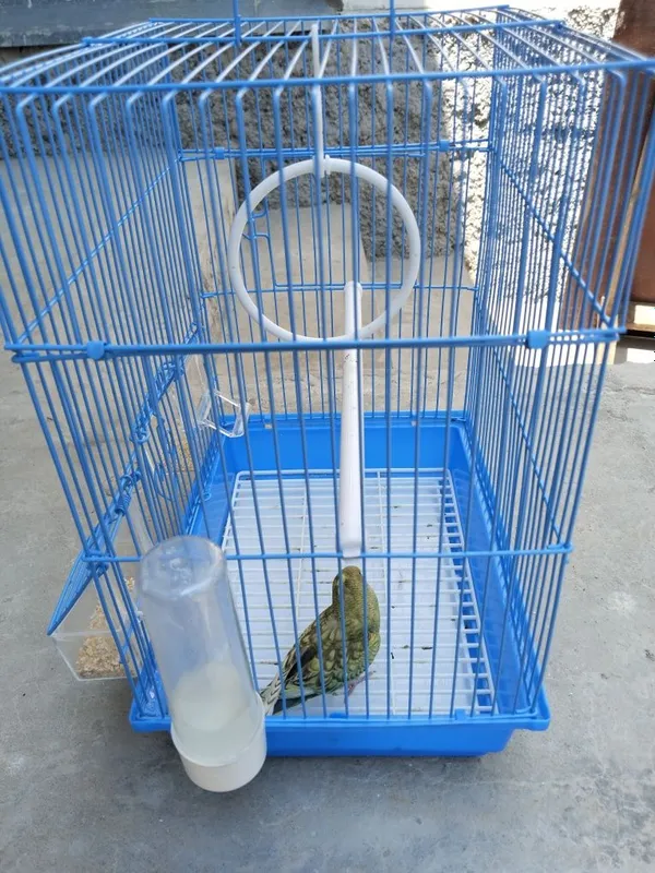 Папугай порода :волнистый в цену входит клетка кором и лакомство 3 Папугай порода :волнистый в цену входит клетка кором и лакомство 3