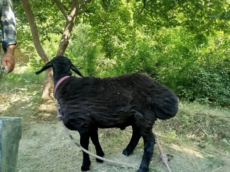 Qochqor bara sotiladi 2