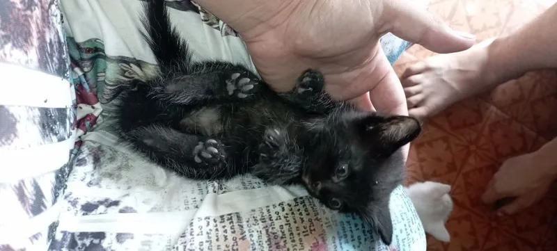 Продаются котята — фото 1