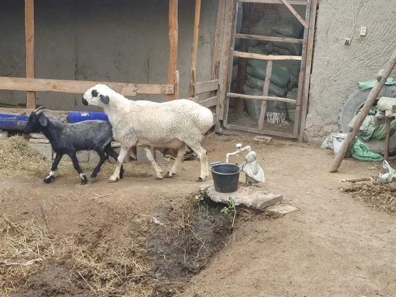 Boqilgan semiz quloqlari butun 3 yoshar qo'chqorimiz sotiladi — фото 2