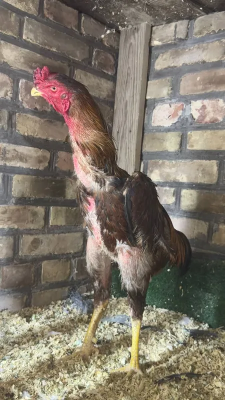 zoti toza  xo'rozlar aloqaga chiqing gaplashamiz 8