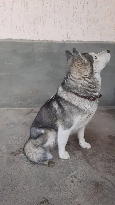 Лаика , лаикаааа 3 Лаика , лаикаааа 3