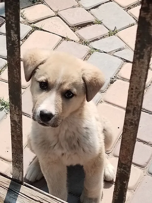Присмотр за домом, дачей Присмотр за домом, дачей
