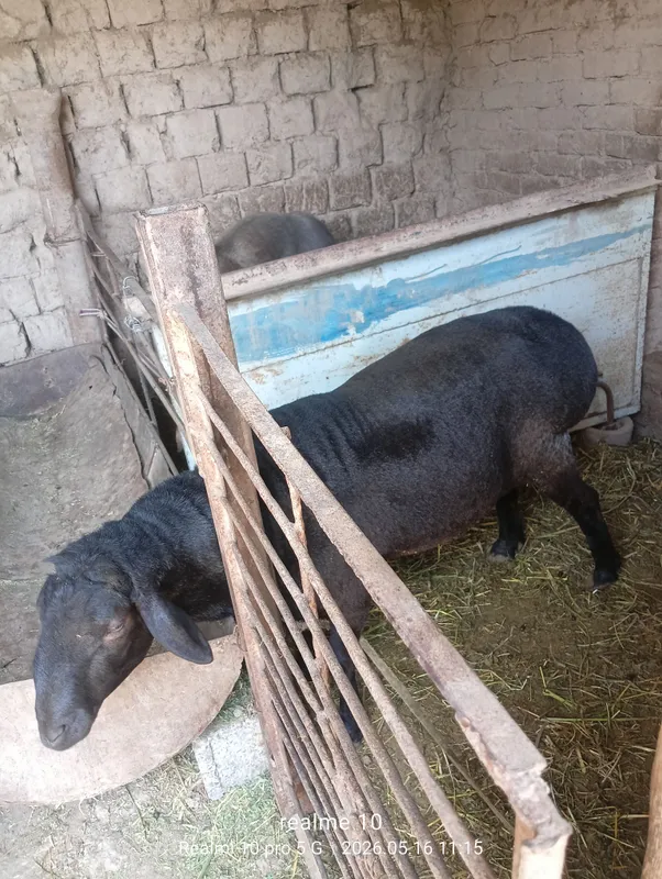 кучкор сотилади