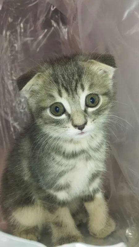 Scottish fold mushukchalar sotiladi 1
