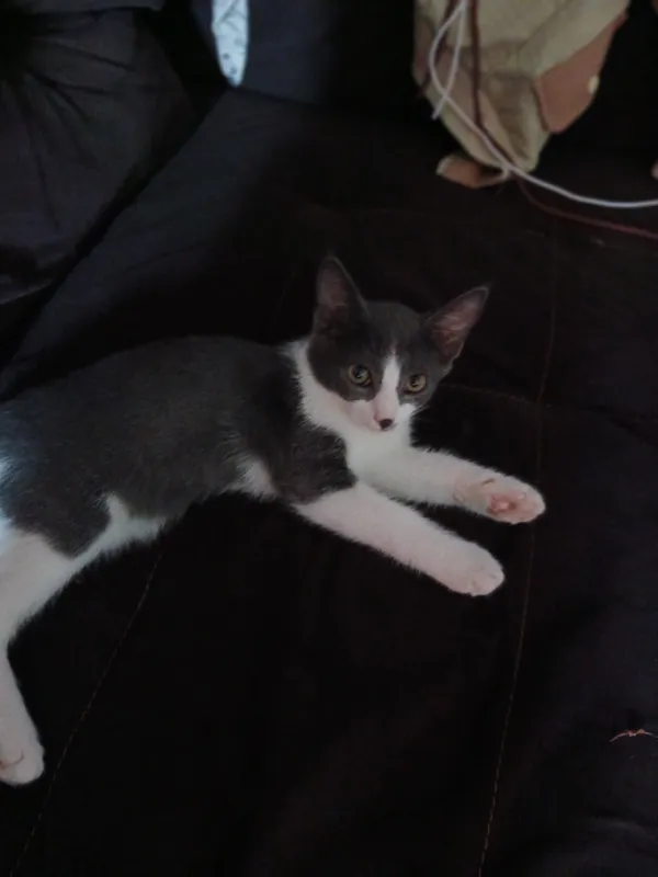 кот tuxedo range 2 кот tuxedo range 2