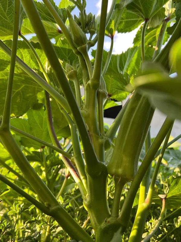Bamiya urugʻlari MChJ dan 1-qoʻl — фото 4