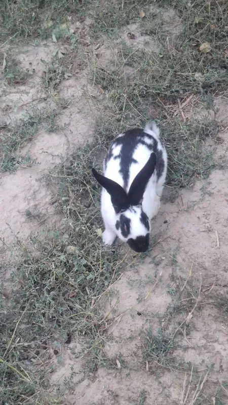 Quyon sotiladi erkak va ayol 8 Quyon sotiladi erkak va ayol 8