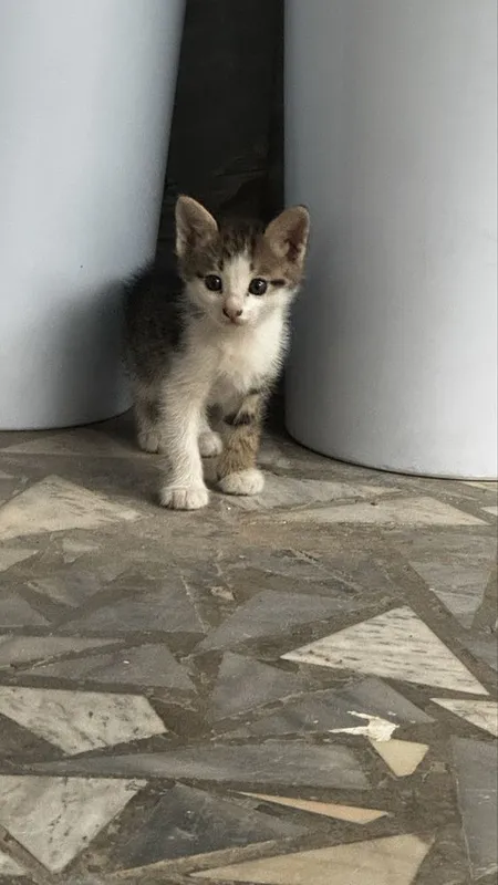 Мама-кошка и котята, отдаем в хорошие руки 1