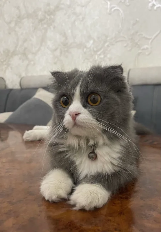Открыта бронь на котят! — фото 2