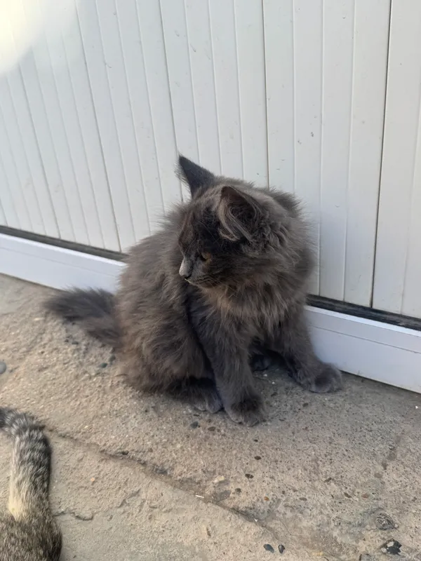 Продаю котёнка 1