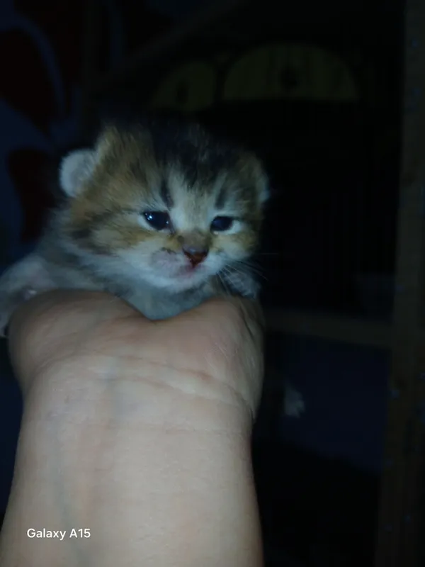 кошка 2 кошка 2