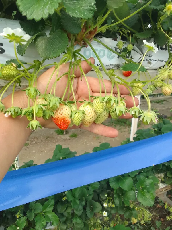 Клупной кучатларига заказ оламиз 3 Клупной кучатларига заказ оламиз 3