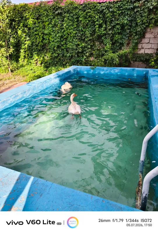 Ўрдак 🦆 сотилади. Сони иккита. Ранги оқ 4