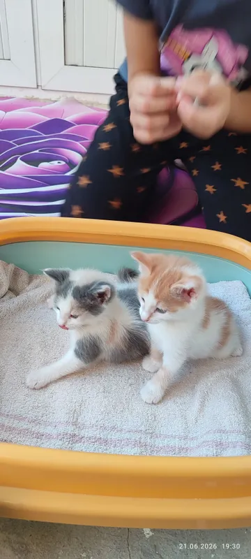 Котята в хорошие руки — фото 4