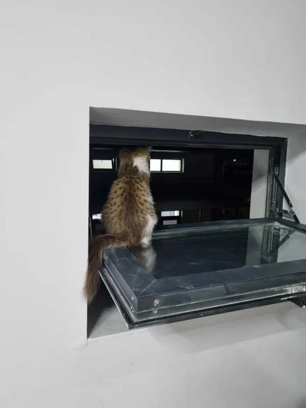 Котёнок Норвежской лесной кошки, мальчик, 3 месяца — фото 4