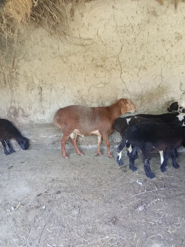 arashan g'usor chatish qo'ylar — фото 1