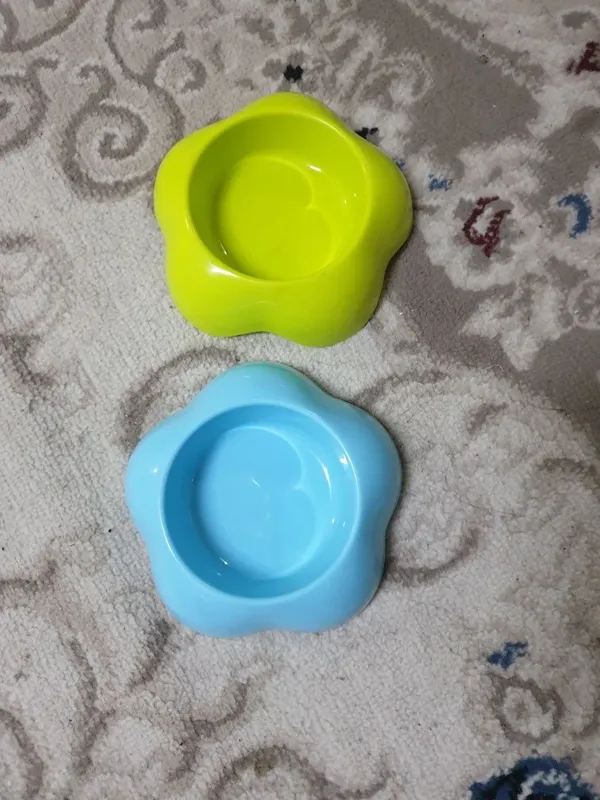 Shotland chinchilla, sof zotli erkak 5