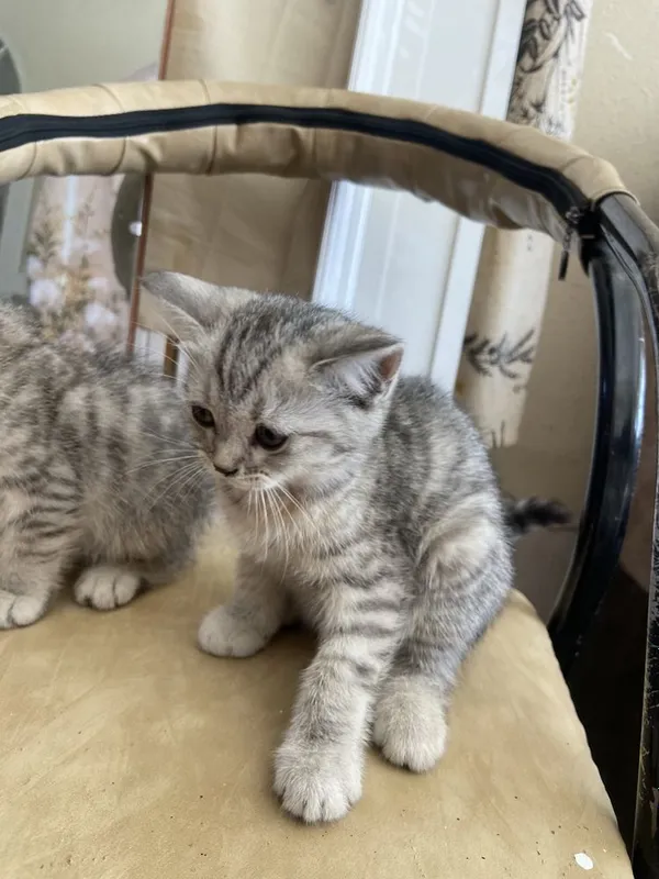 шотландская прямоухая (скоттиш-страйт) 2 шотландская прямоухая (скоттиш-страйт) 2