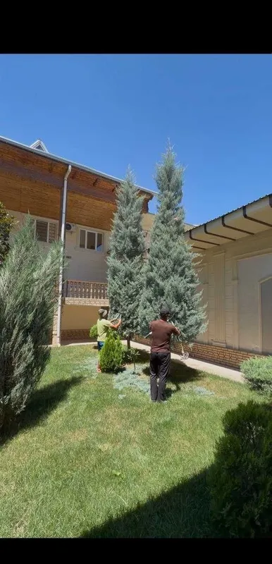 Arizona italyan kiparisi: кепарис аризоника, италя арчаси 1-5m keparis 4