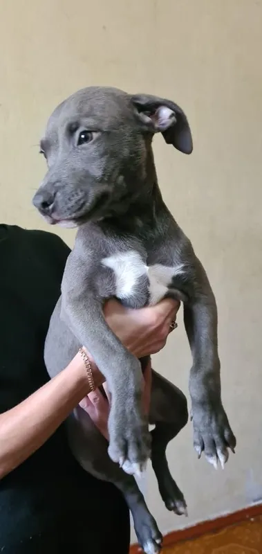 Pitbulteryer sotaman 1 Pitbulteryer sotaman 1