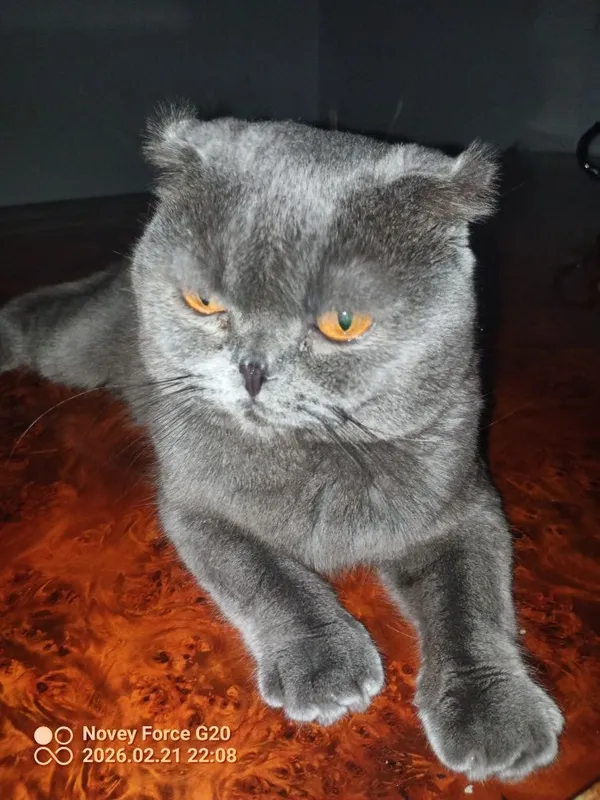 Muwuk parodali juda aqlli — фото 2