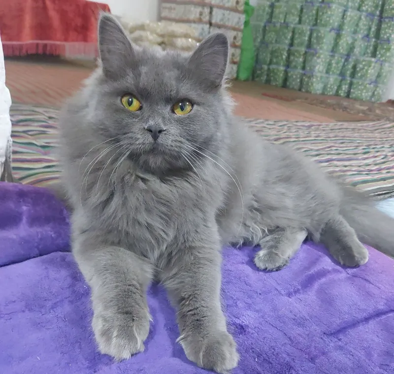 кошка в месте с детёнышами бесплатно mushuklar tekinga bervoriladi ona — фото 2 кошка в месте с детёнышами бесплатно mushuklar tekinga bervoriladi ona — фото 2
