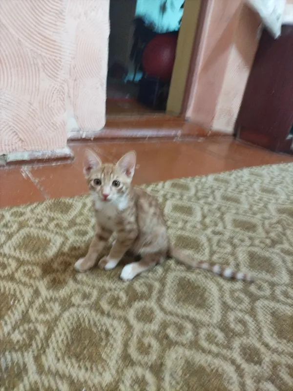 Отдадим котят в хорошие руки 3 Отдадим котят в хорошие руки 3