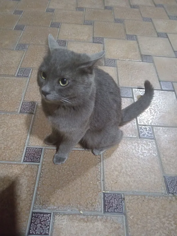 Russian Blue Mushigi