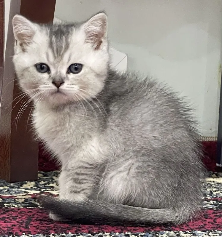 Продаётся котёнок британская шиншилла