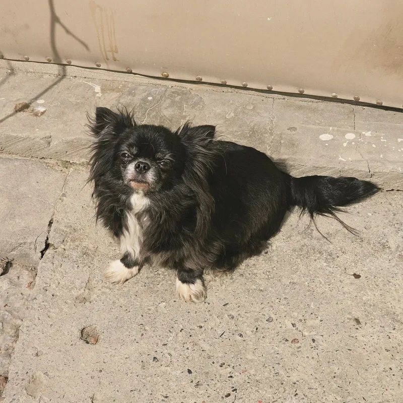Voyaga yetgan chihuahua urg‘ochisi 3 Voyaga yetgan chihuahua urg‘ochisi 3