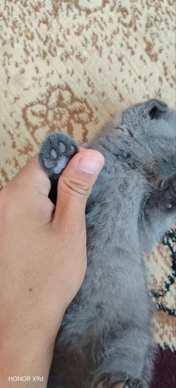 Scottish fold mushuk 4 Scottish fold mushuk 4