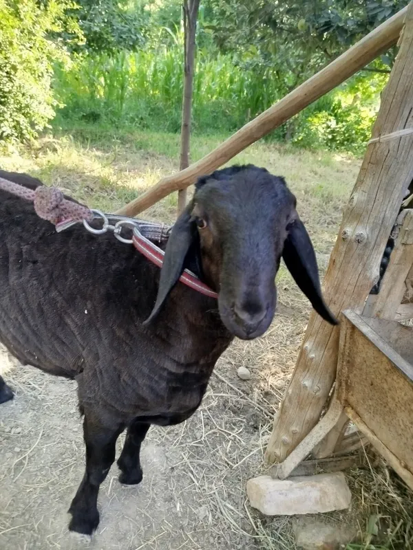 Qochqor bara sotiladi 1