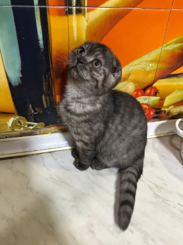 Mushukcha scottish fold shinshila — фото 2