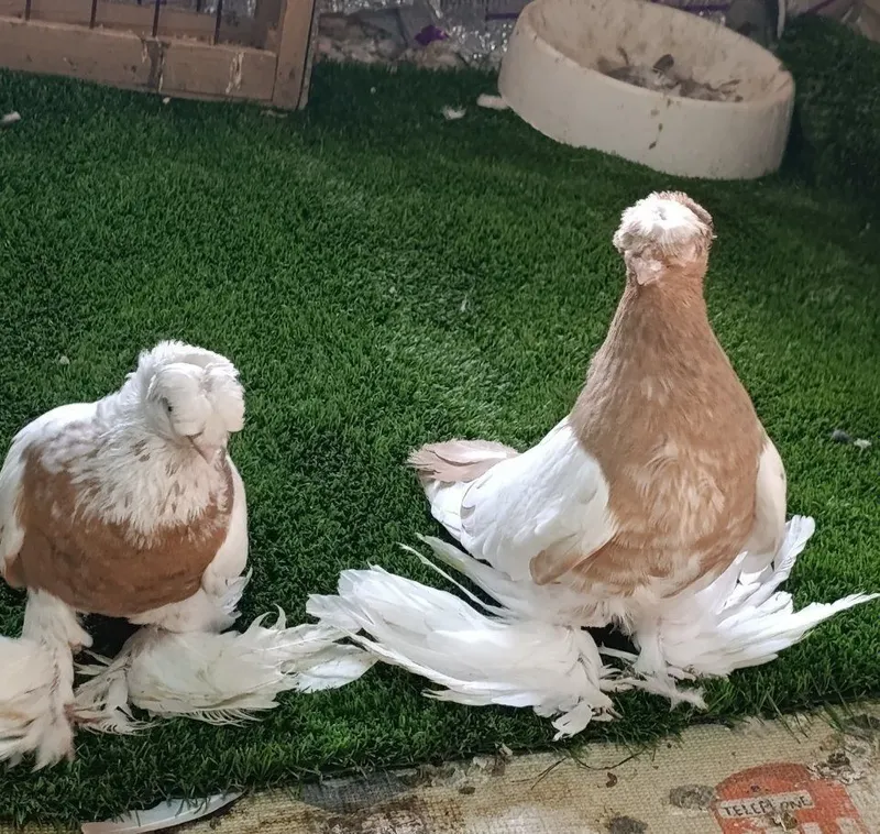 Kabutarla sotiladi