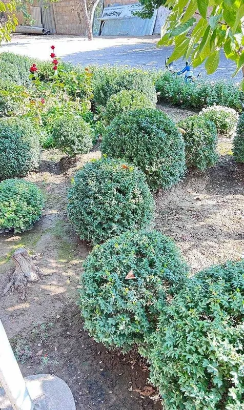 Шамшод-самшит (buxus) 2 Шамшод-самшит (buxus) 2