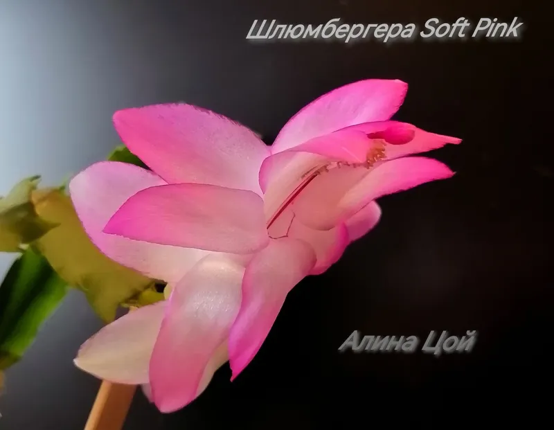 Сортовая Шлюмбергера (декабрист) С БУТОНАМИ Soft Pink. — фото 2