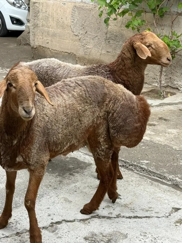 Куй баран кучкор 3 Куй баран кучкор 3