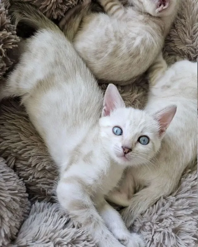 Бенгальские котята