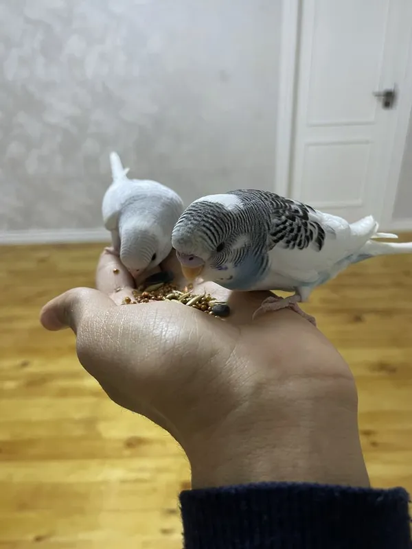 Волнистые попуги — фото 2